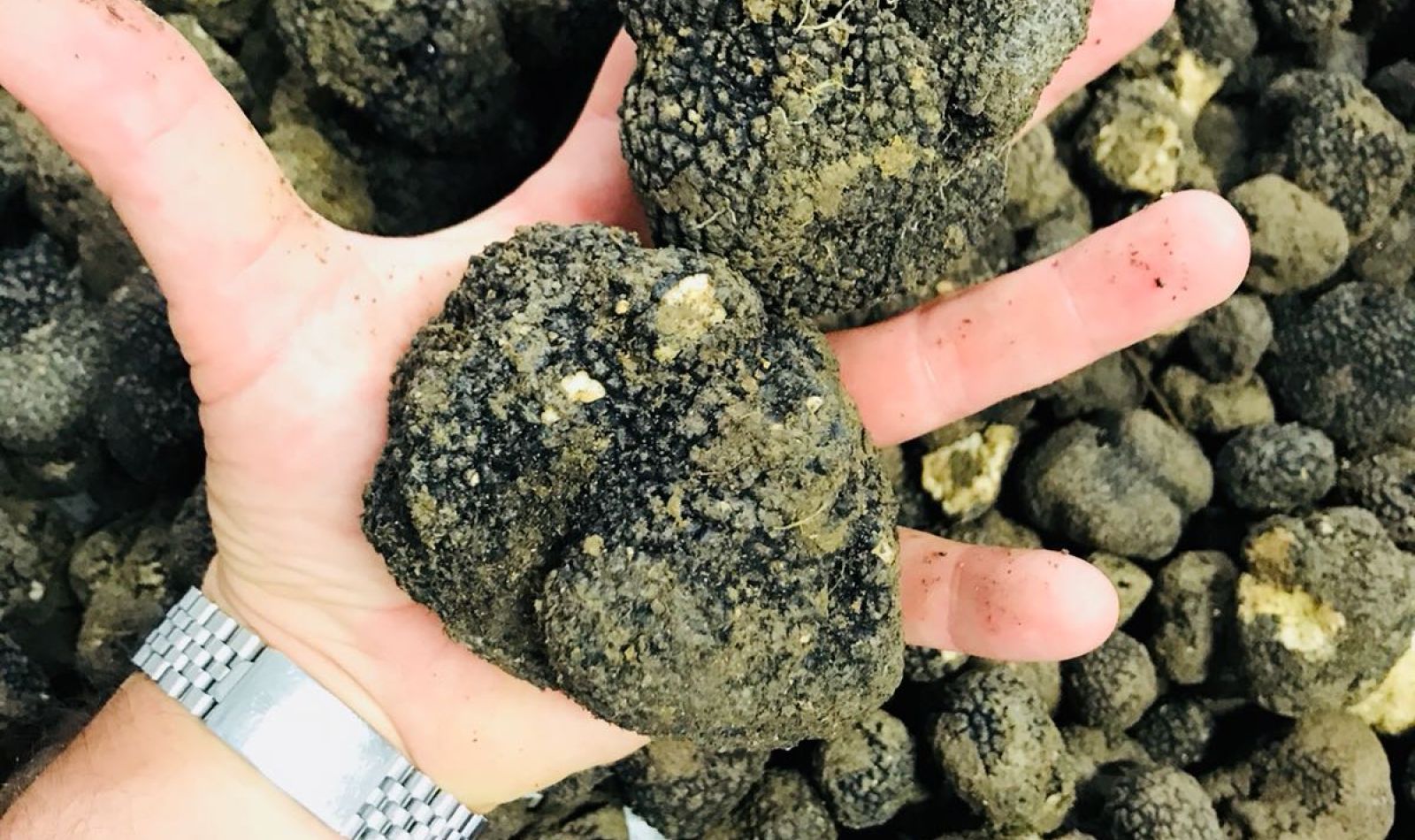 Truffle Hunting Tour with Factory Visit